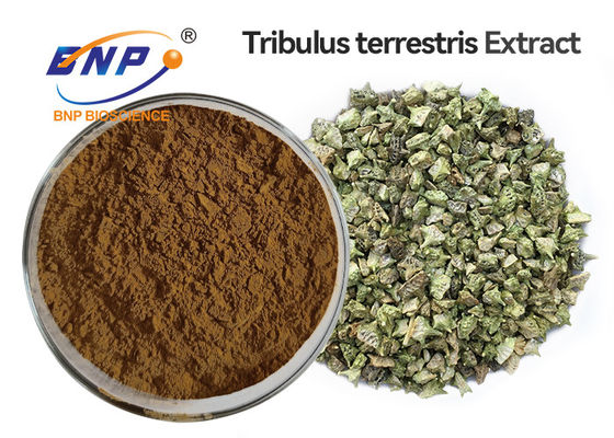 Порошок выдержки Terrestris Tribulus сапонинов Tribulus 95%