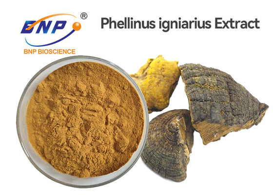 Выдержка полисахарида 30% Phellinus Igniarius спела гриб Hwang