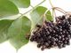Пурпурная выдержка плода Nigra Sambucus качества еды порошка сока Elderberry