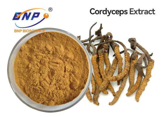 Выдержка гриба Брауна желтая пудрит мицелий Cordyceps Sinensis